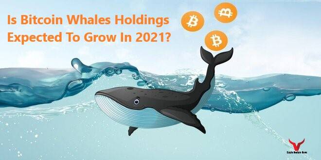 bitcoin-whales-holdings